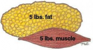 Fat & Muscle density