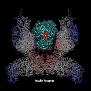 Insulin receptor